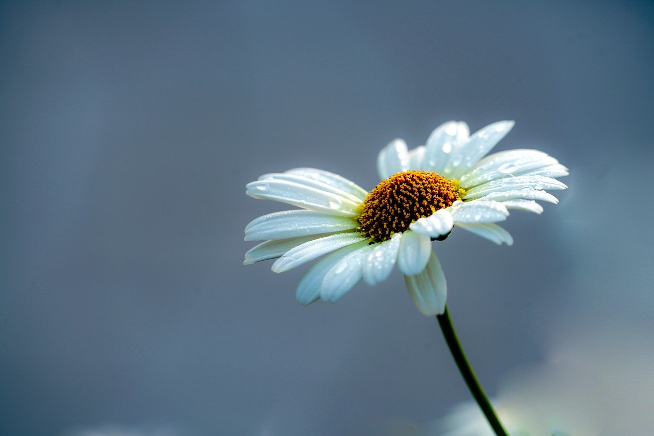 How to Paint Abstract Flowers: Step-By-Step Guide